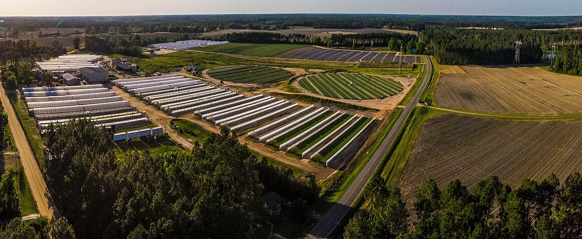 Wide view of an open vegetable field with long crop rows