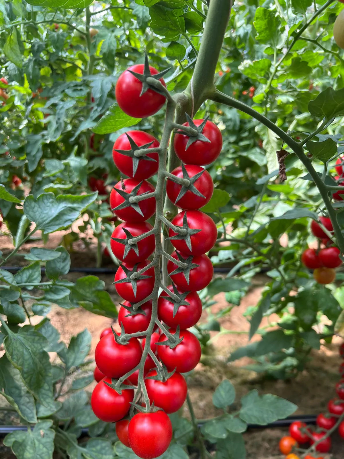 Tomato, cherry type: trusses ripening on the vine