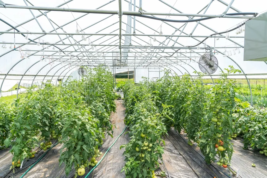 Wide view inside a plastic tunnel greenhouse with rows of tomato plants