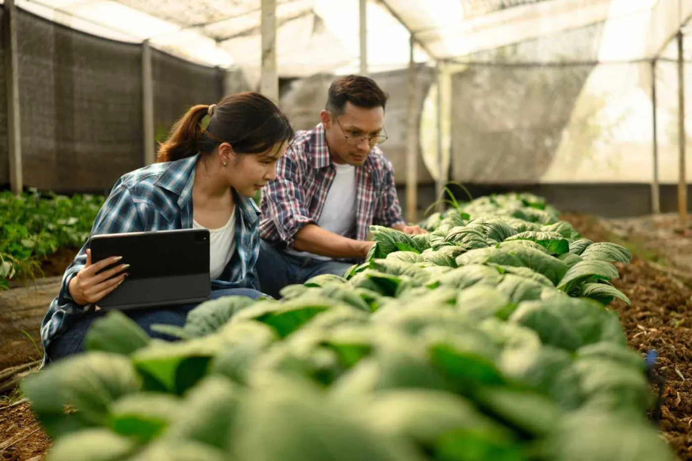 Two growers checking young plants with a tablet