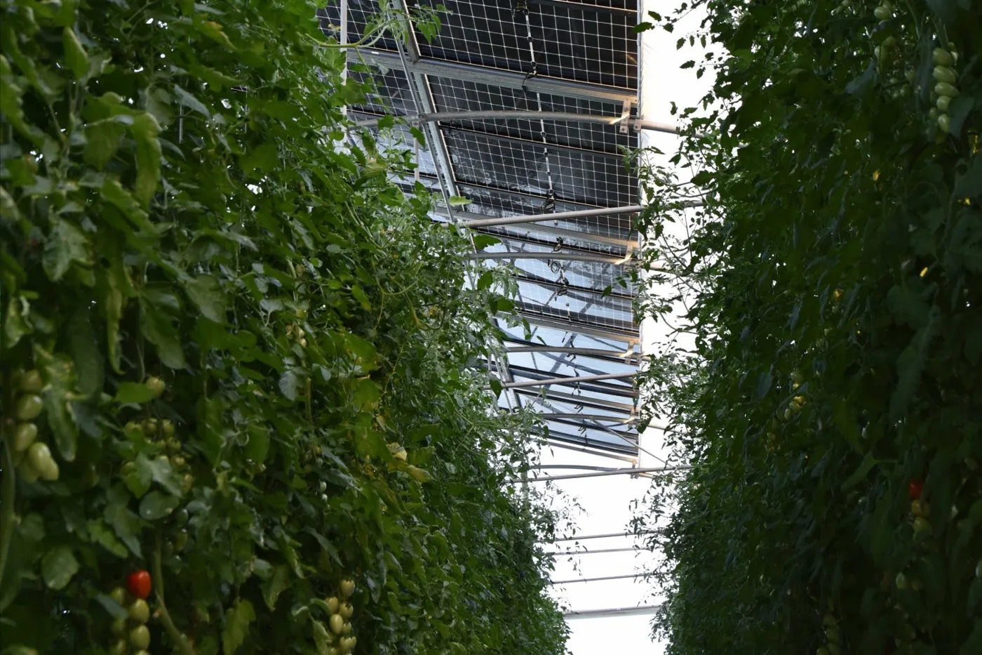 Tomato plants growing in a greenhouse under a solar roof