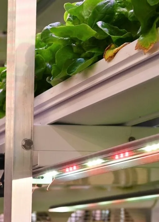 Vertical growing racks with LED lighting and lettuce inside a container growing room