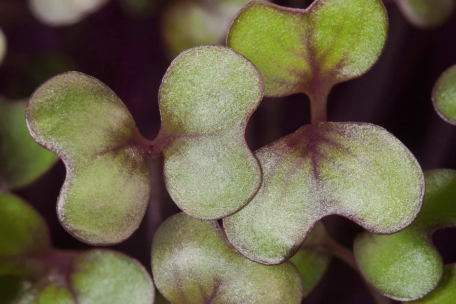 Close-up of red cabbage microgreen leaves