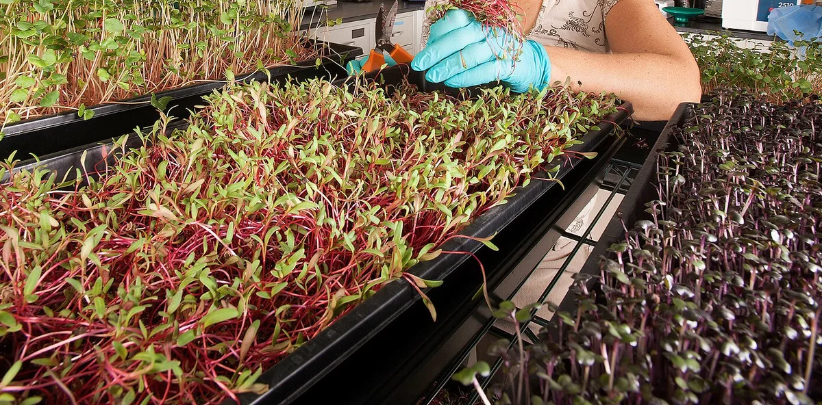 Trays of red and purple microgreens on racks